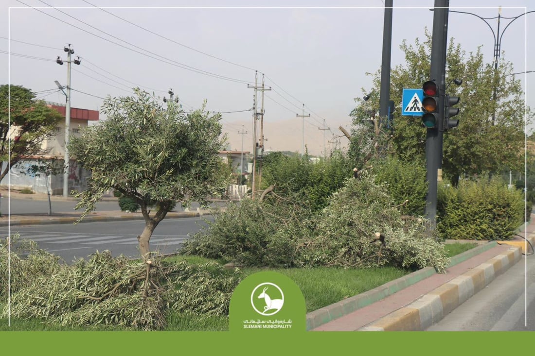 ئەو درەختانەی لە پڕۆژەی یەکتربڕی گۆیژە هەڵکەندراون دەچێندرێنەوە