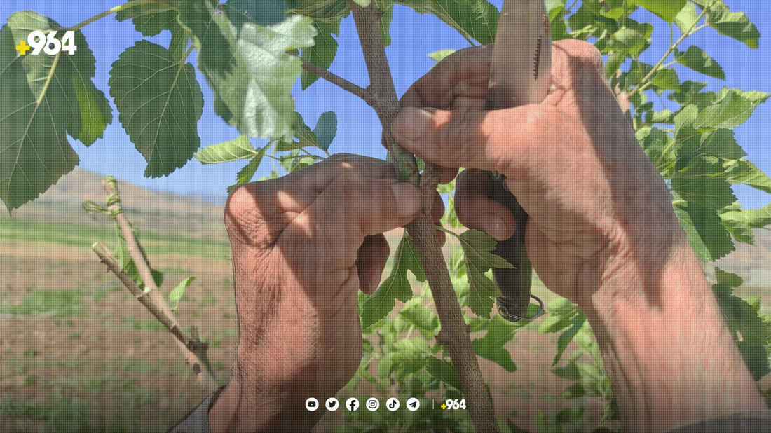 کۆمەڵێک خۆبەخشی پێنجوێن 17 هەزار دار توویان چاندووە