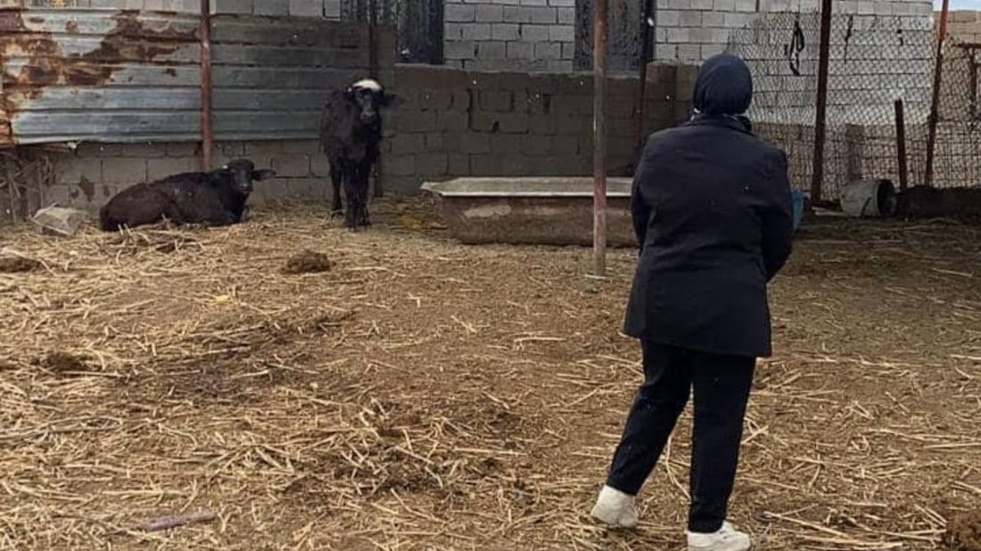 البصرة توزع “دبس السكر” على جواميس الأهوار لفتح شهيتها وزيادة الخصوبة