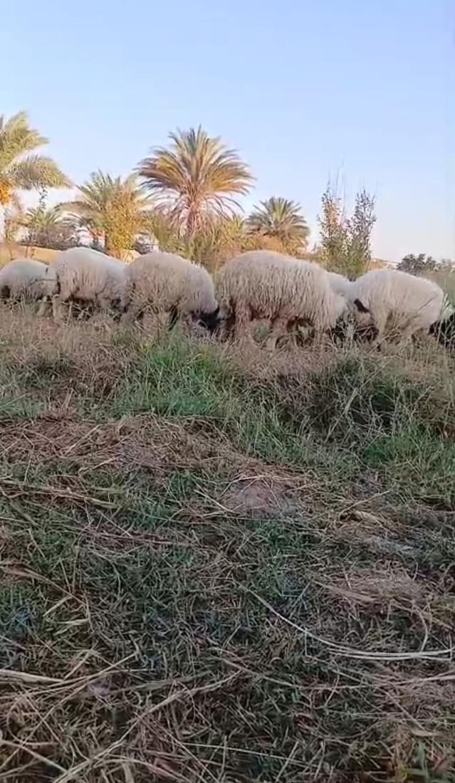 سارقا مواشي الضلوعية يسقطان بيد الأمن (صور)
