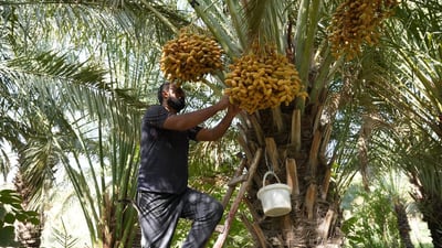 Basra’s date palm groves reach peak production