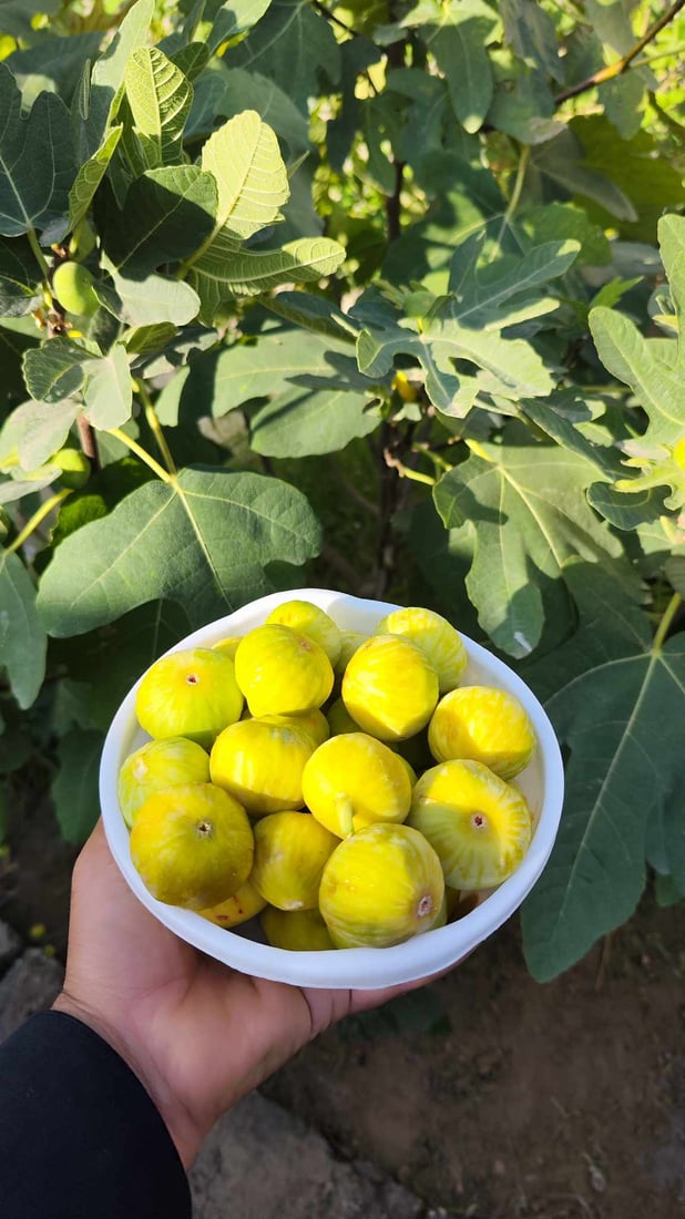 +964صورة من منصة (شبكة): 