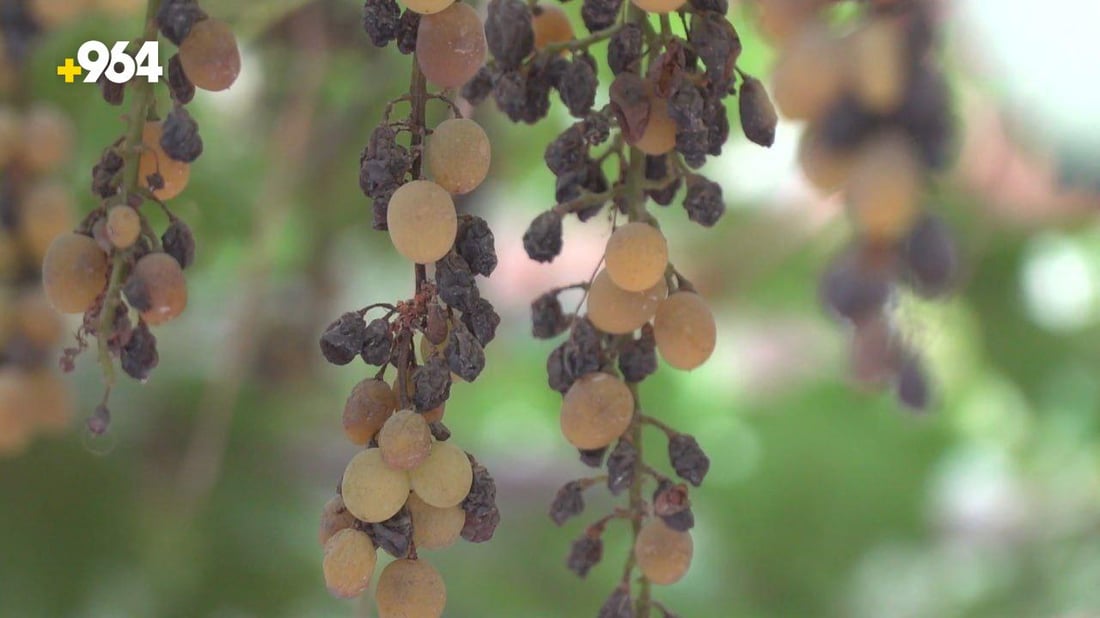 رغم ان الطائرات رشت المبيد على البساتين.. الحلة تخسر موسم العنب بسبب فايروس (صور)