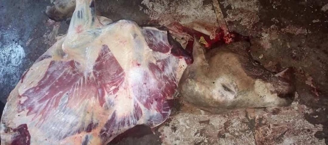 ماذا يأكل أهل بغداد!.. عصابة النعمانية تبيع العجول الميتة للعاصمة (صور مقززة)