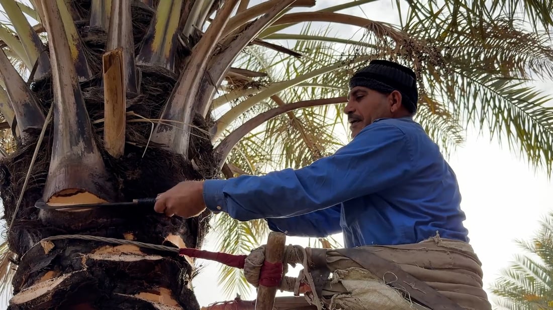 Diyala farmers race to prune palms as red weevil threatens Iraq’s date trees