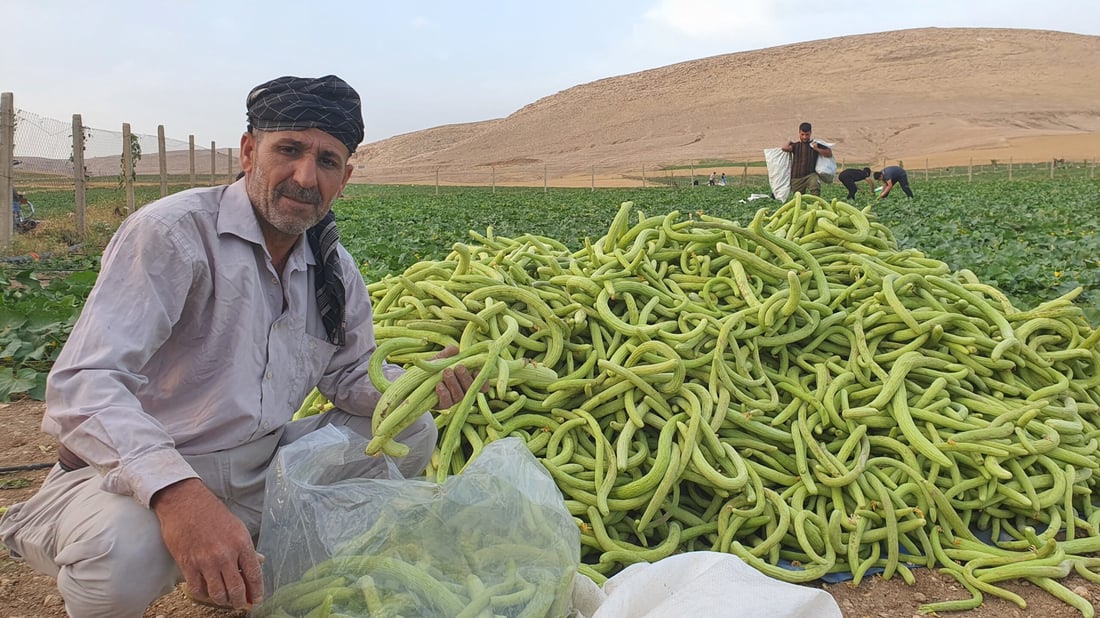 صور من سهول ومحصول “تعروزي” بعشيقة.. أطنان من قرية “عمر قابچي” إلى الأسواق