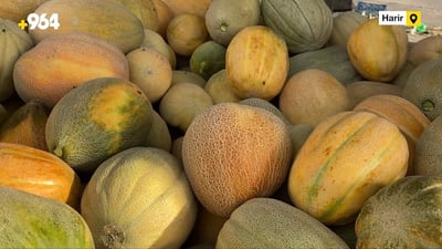 Harvesting of Harir Plain muskmelons begins in Erbil district