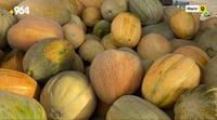 Harvesting of Harir Plain muskmelons begins in Erbil district