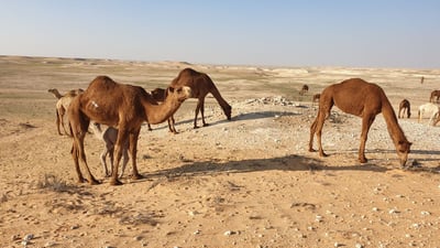 كل شيء عن إبل العراق.. الجودية بـ60 مليوناً.. وناقة الرمادي رخيصة للولائم