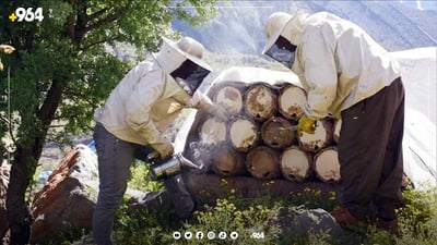 له‌ كوێستانه‌كانى برادۆست نزیكه‌ى 7000 هه‌نگ و 174 هه‌نگه‌وان هه‌ن