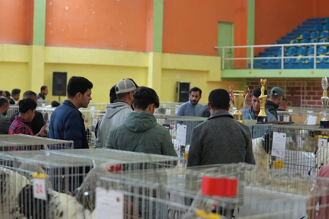 صور: دجاجة بصراوية وديك أربيلي أجمل طيرين في العراق.. مسابقة بإشراف تركي