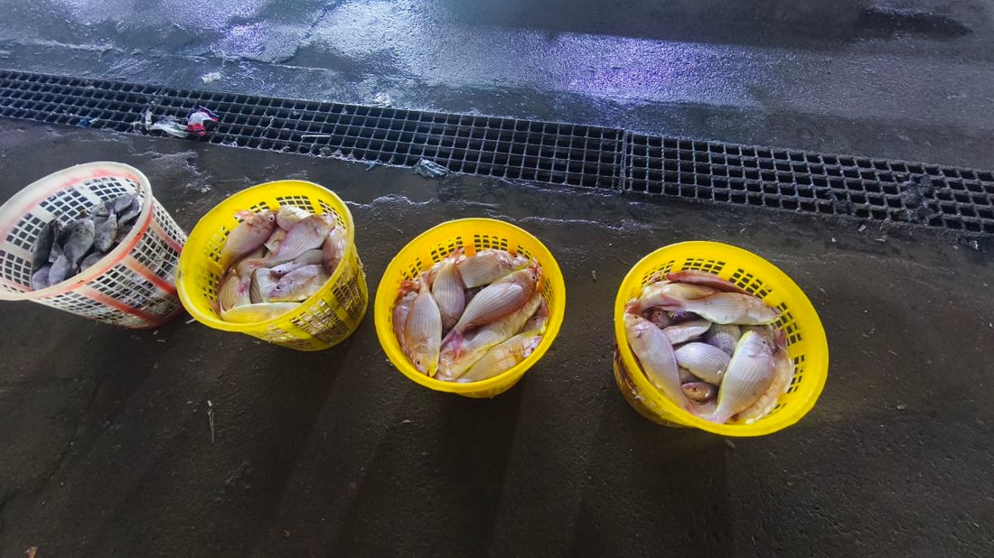 “هامور وشانگ وروبيان”.. وصول 22 طن أسماك إلى النقعة (صور)