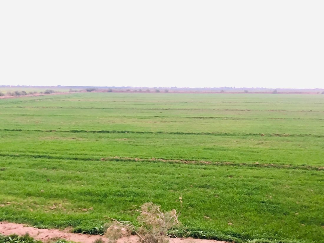 برك أغرقت الأحياء وأفراح في الحقول.. مشاهد من ميسان بعد يوم ممطر