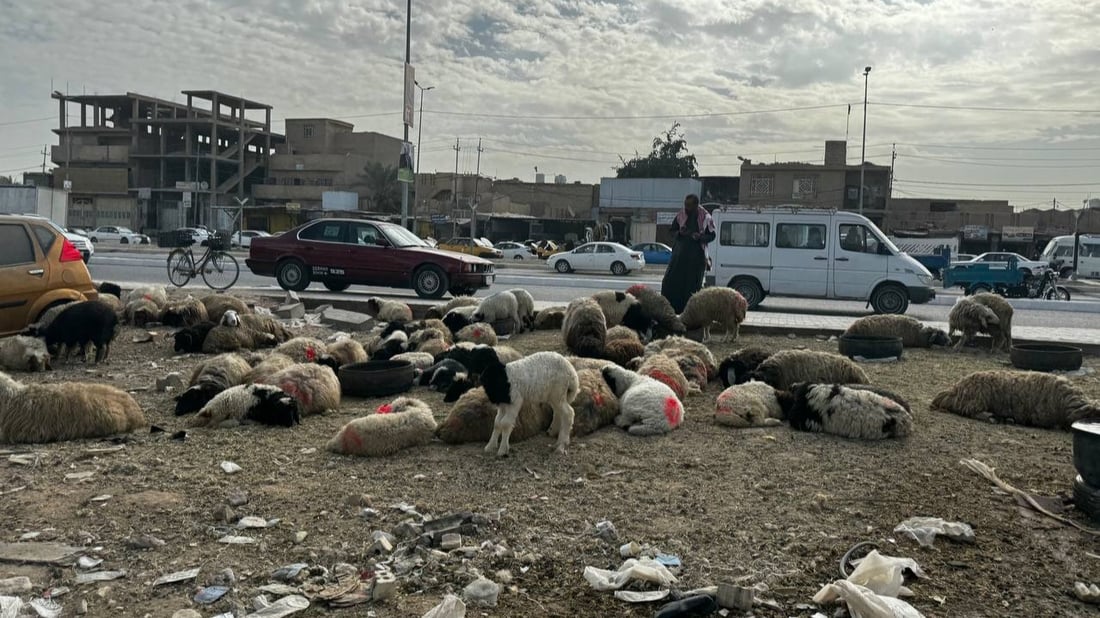 متى تتخلص كربلاء من باعة المواشي في حي الغدير؟.. التبليط شجعهم أكثر!