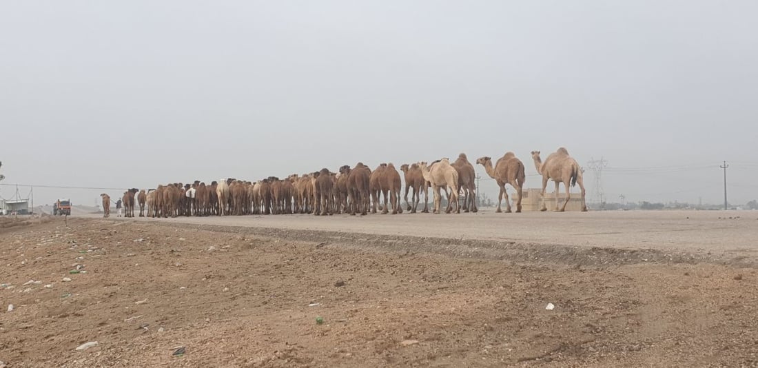 صور: إبل السماوة تبدأ رحلة الشتاء وتقطع 300 كم باتجاه السعودية