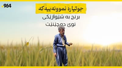جوتیارە نموونەییەکە برنج بە شێوازێکی نوێ دەچێنێت