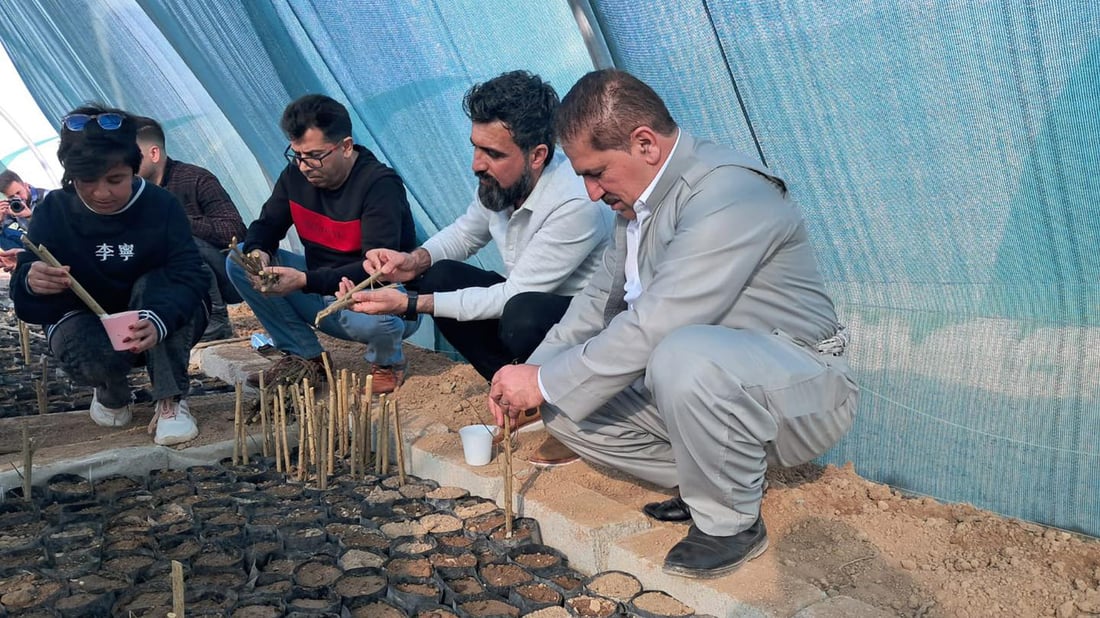 5000 قه‌ڵه‌مه‌ هه‌ناره‌كه‌ى هه‌ڵه‌بجه‌ به‌سه‌ر جوتیارانى شنگال دابه‌ش ده‌كرێت