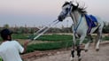 فيديو: نساء النجف ورجالها بأناقة فوق الخيل.. “يا علي” مع بطل العراق