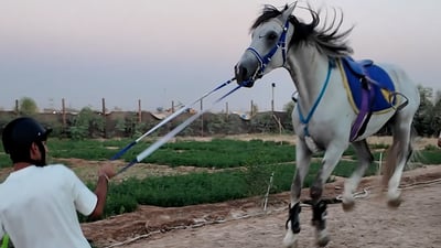 فيديو: نساء النجف ورجالها بأناقة فوق الخيل.. “يا علي” مع بطل العراق