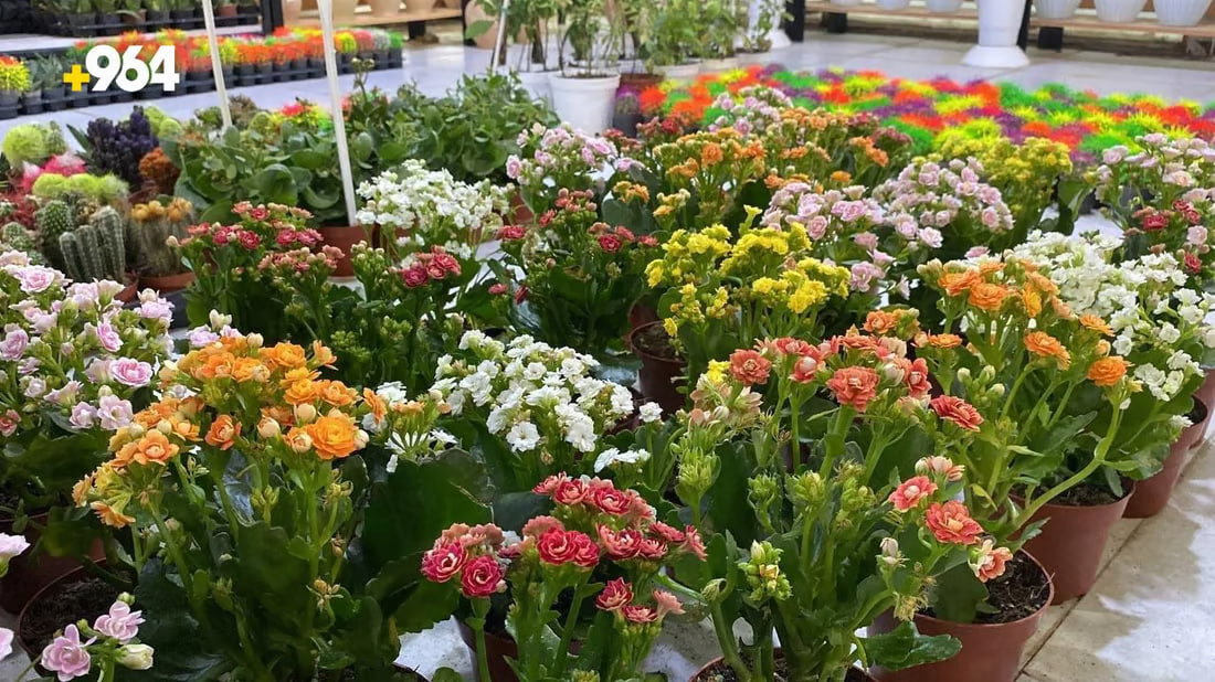 964mediaصورة من منصة (شبكة): 