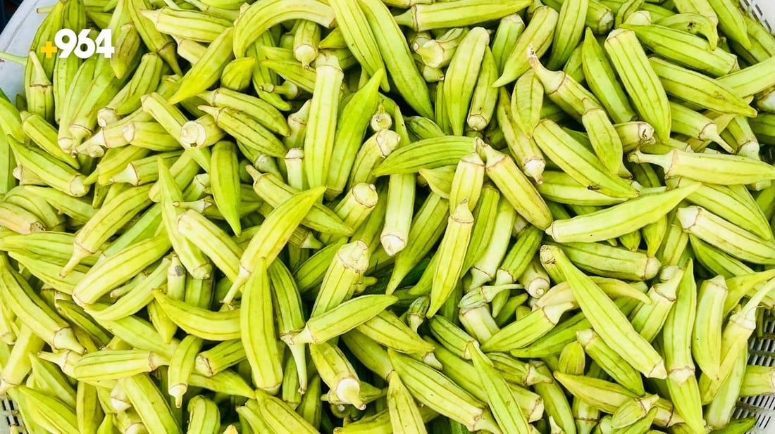 صور: موسم “باميا سهيل” بدأ في البصرة والزبائن تذوقوا القطفة الأولى