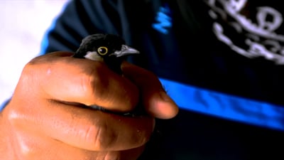 فيديو: بلبل مندلي بمليوني دينار.. تغريده سريع ويتغذى على التمر