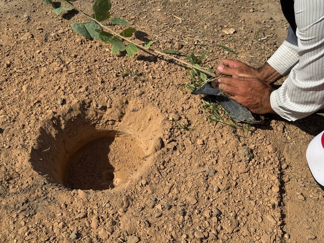 خانەقین بە مەکینە و عارەبانەوە دەستی بە چاندنی نەمام کرد