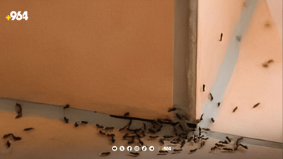 بەم سەرمایە مێرووی باڵدار واز لە دوزخورماتوو ناهێنێت