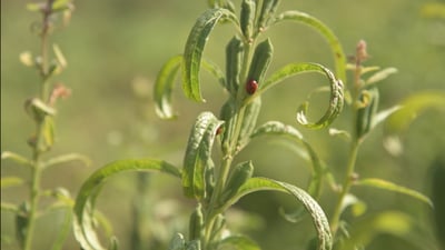 هل شاهدت حصاد السمسم العراقي وأغصانه الرائعة؟.. كاميرا 964 في الحقول