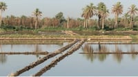 Iraq's famed amber rice sees significant increase in cultivation