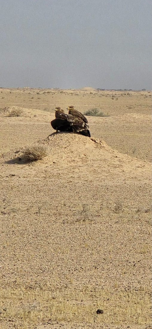 ضبط نسور نادرة في سوق الغزل وإطلاقها في سماء الأنبار (فيديو)