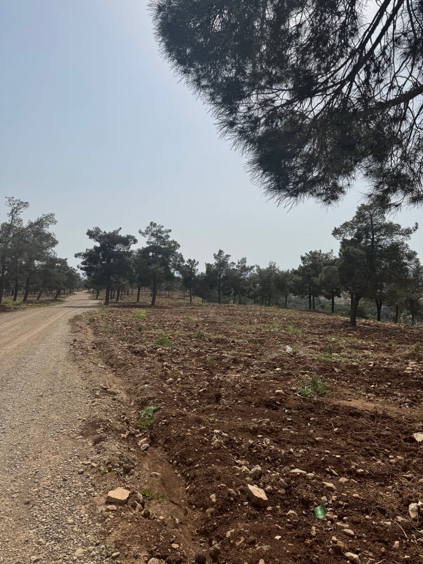 زەوییەکانی پاڵاسی کۆیە کێڵدراون و چیتر به‌كه‌ڵكی گەشت و سه‌یرانى هاوڵاتیان نه‌ماون