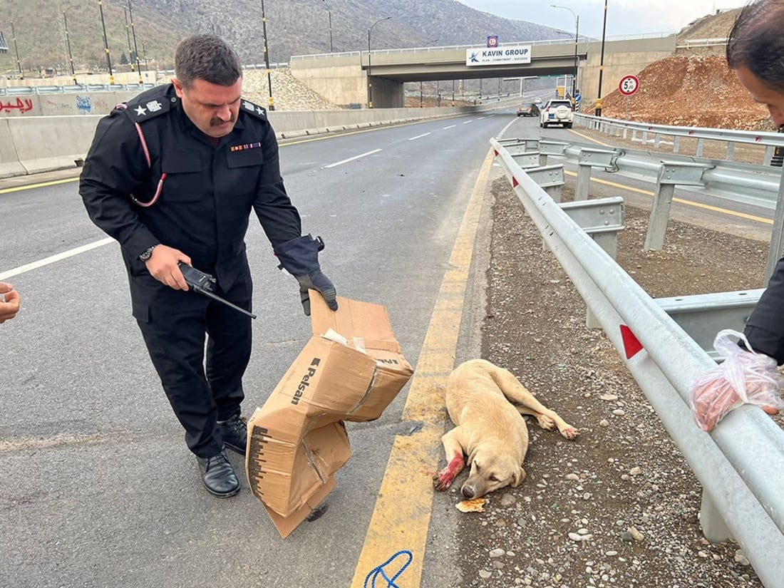 بەرگریی شارستانیی سۆران هەر مرۆڤەکان رزگار ناکات؛ بەهانای ئاژەڵەکانیشەوە دەچن