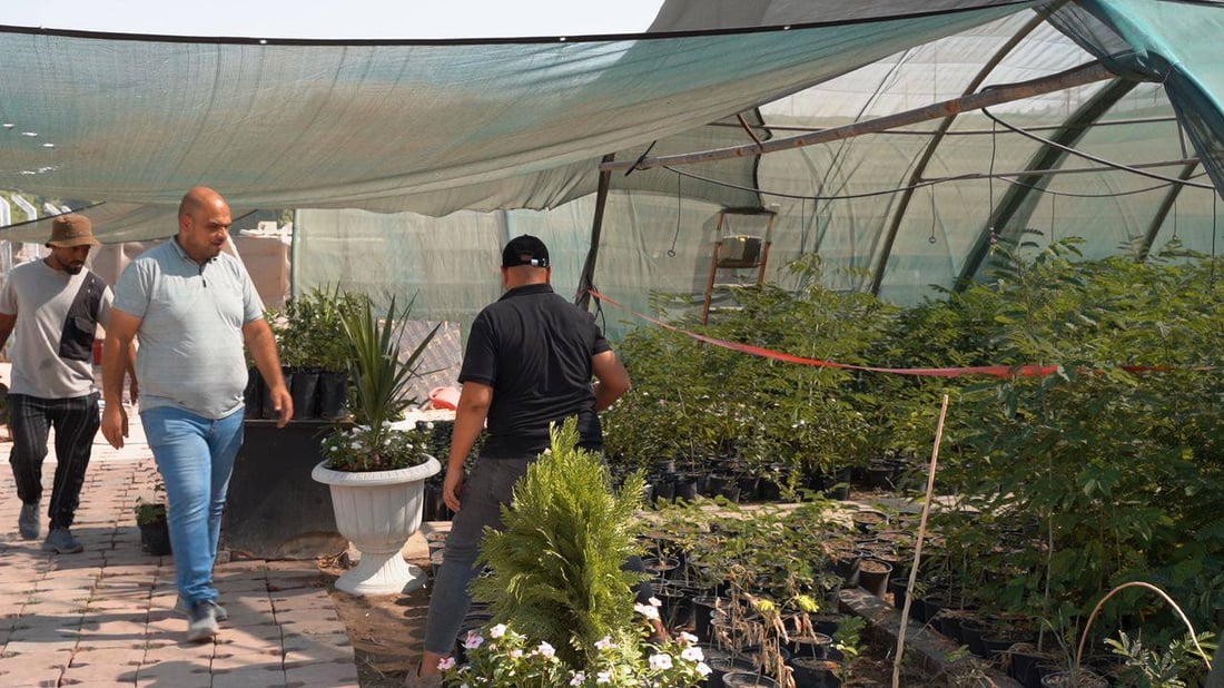 “ببلاش”.. واسط جهزت ربع مليون شجرة ألبيزيا للتوزيع غداً فتوجهوا إلى المشتل