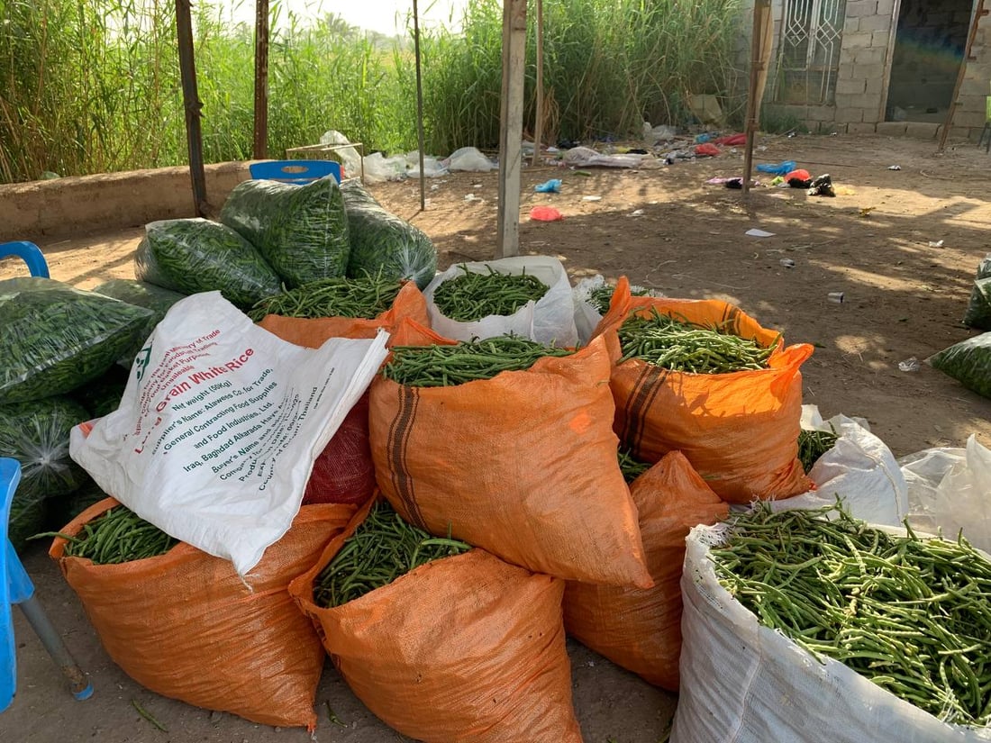 موسم حصاد حزين في أبو غريب: المحاصيل أقل بـ 40% والعلف بدل الخضروات (صور)