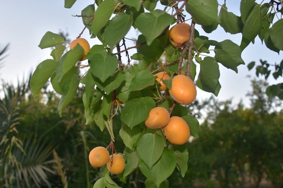 ئەمساڵیش قەیسی خانەقین بازاڕی نییە