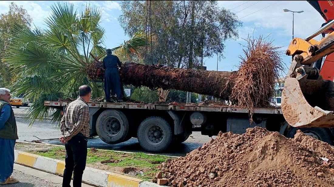 دره‌ختە واشنتۆنیاكه‌ی چه‌مچه‌ماڵ به‌ سه‌لامه‌تى له‌ دەروازەی شار چێندرایه‌وه‌