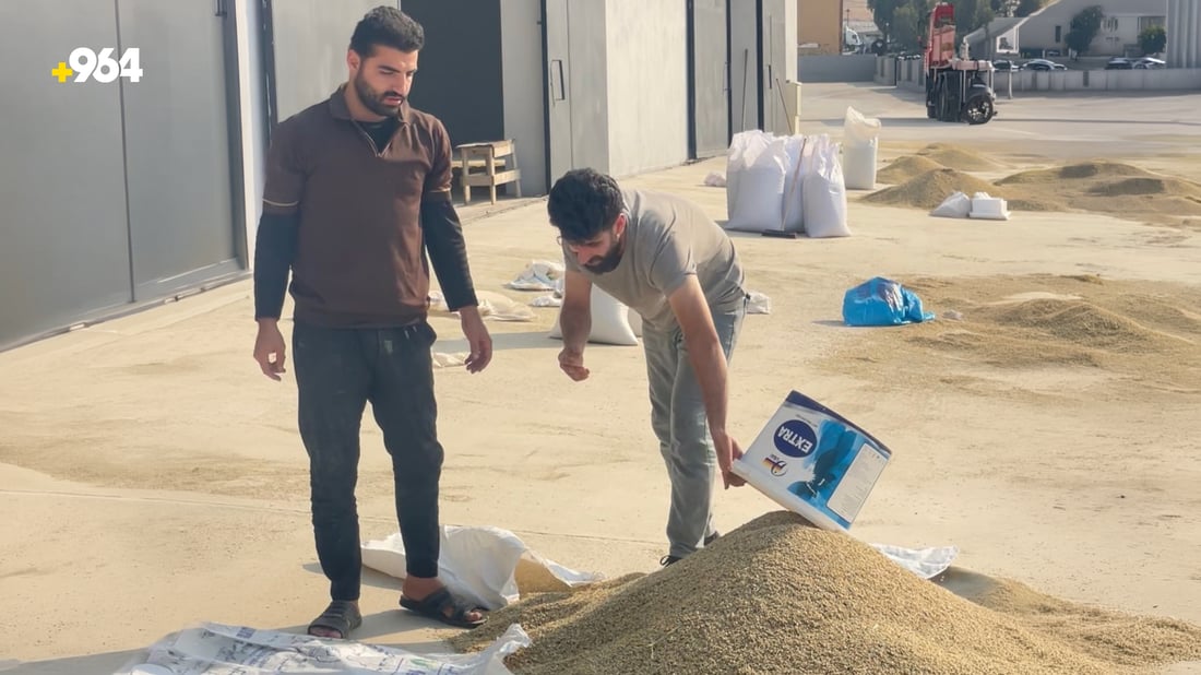 برنجە بەتامەکەی زاخۆ پێگەیشت؛ دەنکی لە دەنکی نادرێ