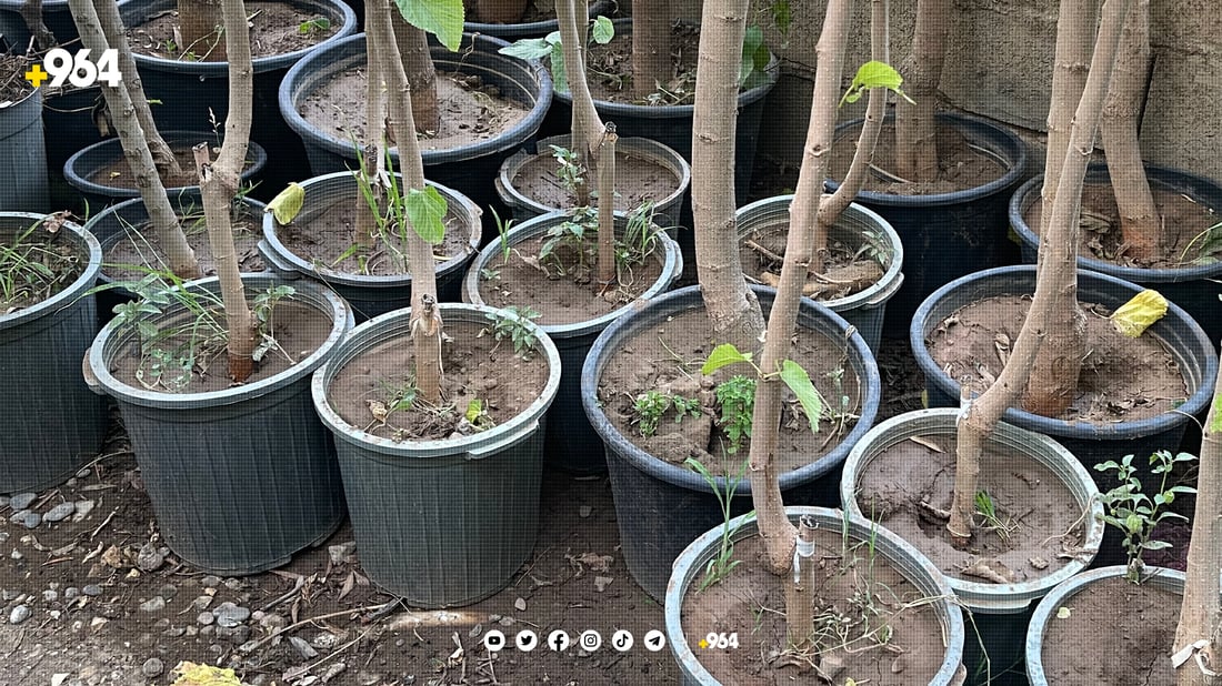 کشتوکاڵی سیوەل جوتیاران ئاگادار دەکاتەوە بچن دار وەربگرن