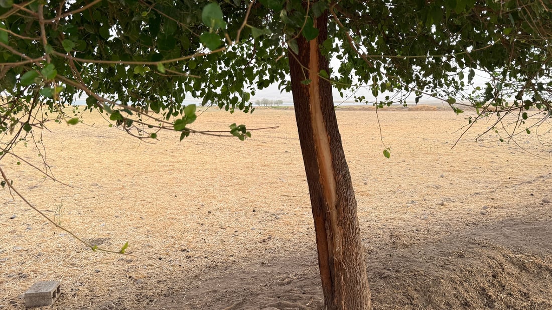هەورە بروسکە 32 سەر مەڕى ئاژەڵدارێکى مردار کردەوە