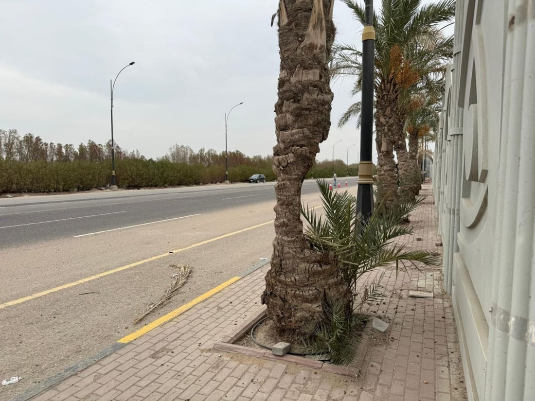 Basra municipality defends palm tree removal amid red weevil infestation