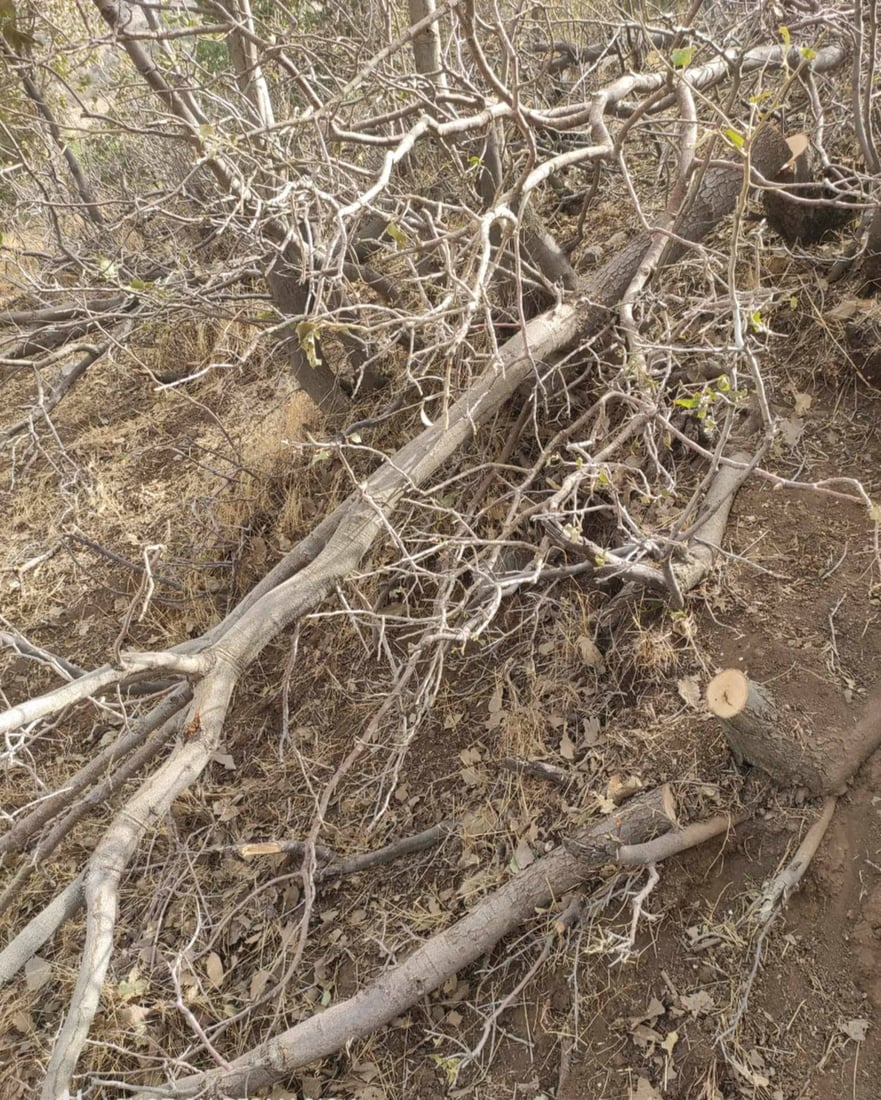 لە مێرگەپان 16 داری تەمەن 15 بۆ 20 ساڵ قەتڵوعام کران