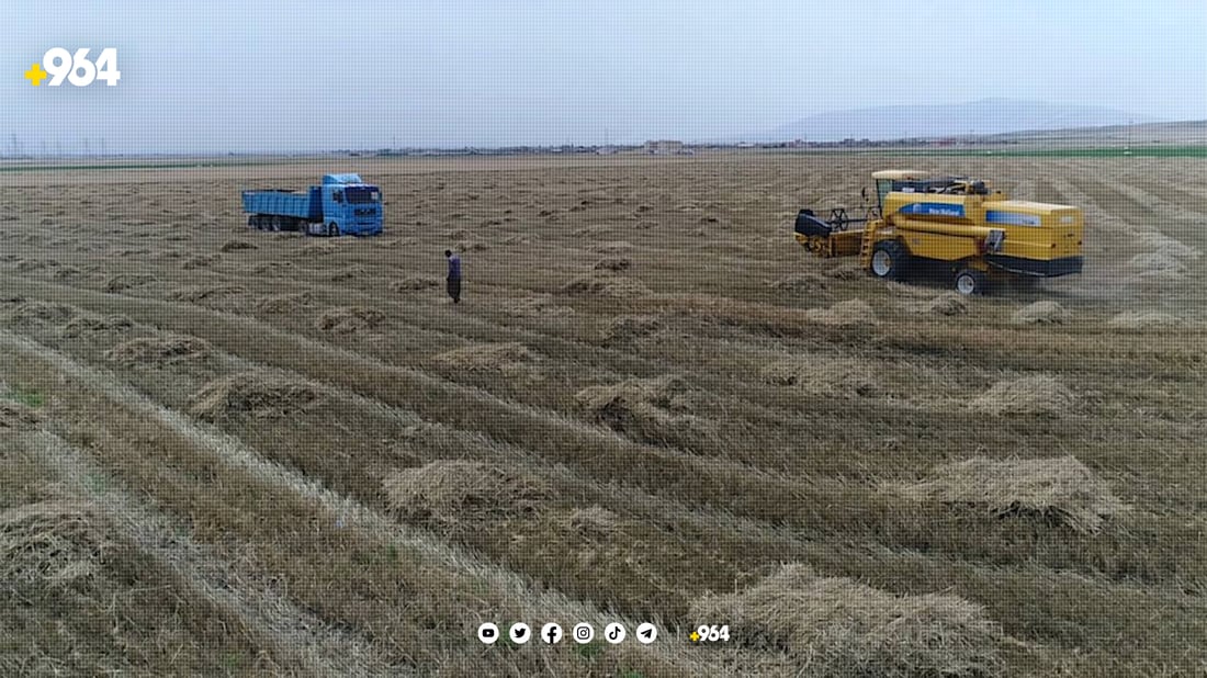 سایلۆی شێخان بەم هەینییەش گەنم وەردەگرێت