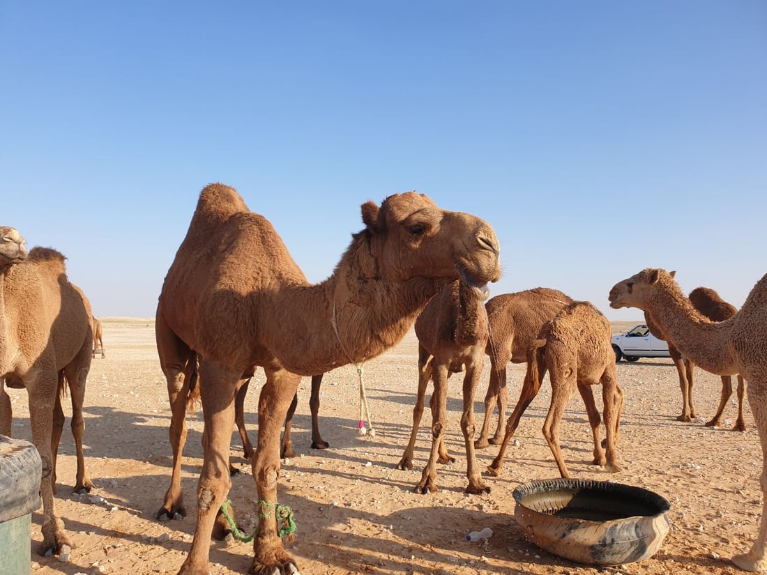 كل شيء عن إبل العراق.. الجودية بـ60 مليوناً.. وناقة الرمادي رخيصة للولائم