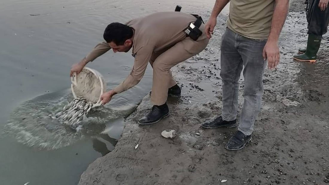 70 هەزار پەنجەماسى خرایە دەریاچەى دوکانەوە