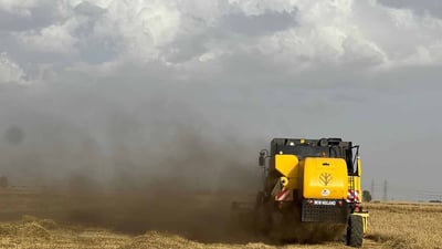 جوتیارانی شەمامك جۆیەكەیان دروێنە دەكەن