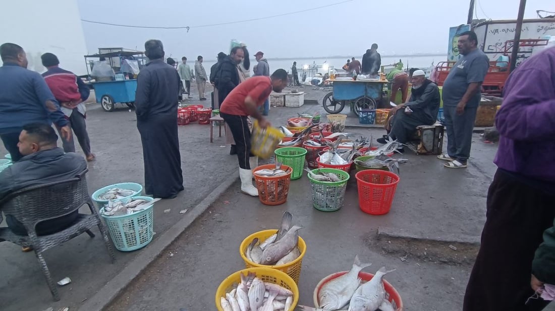 صور من مرسى النقعة: قائمة بأصناف الأسماك وأسعارها في مزاد الفاو الجمعة