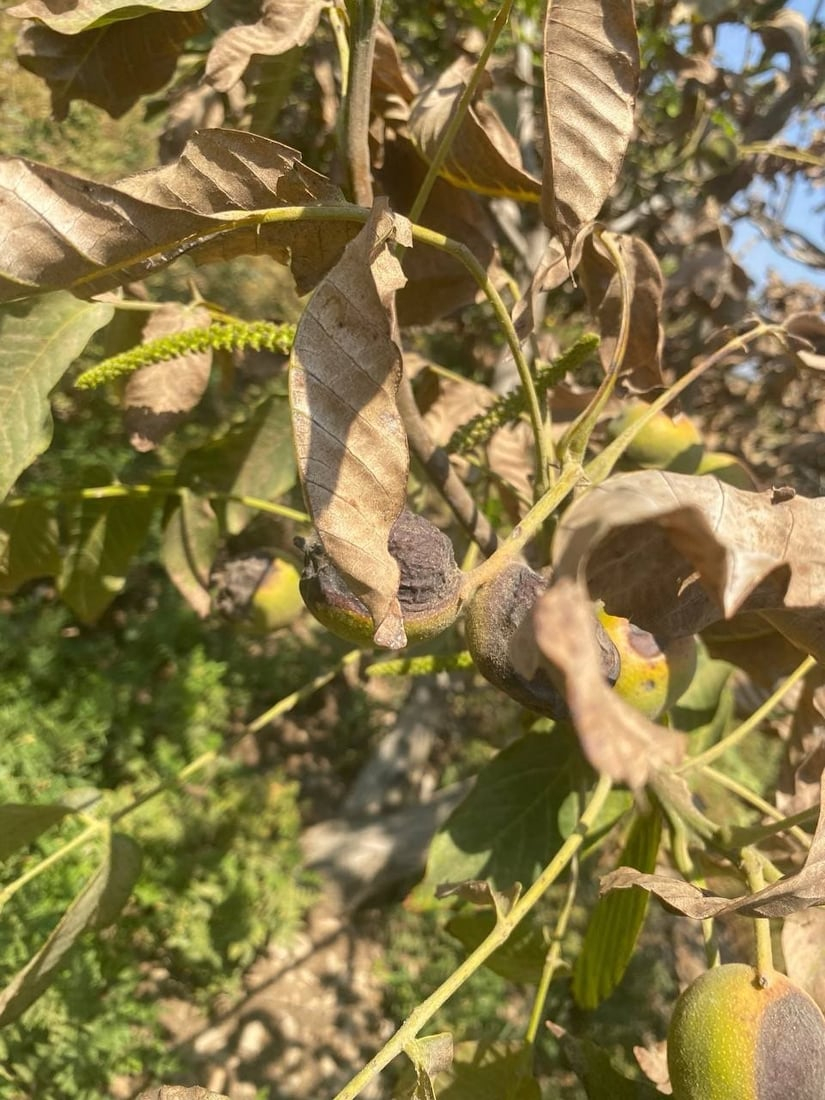 964mediaصورة من منصة (شبكة): 