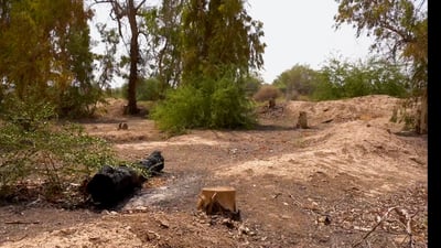 فيديو: الگارضية غابة ساحرة عملاقة “تقرضها” فؤوس الحطابين في الكوت