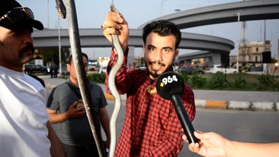 فيديو من تكريت: لا تقتلوا العربيد العراقي البريء وهكذا نميزه عن الكوبرا الخطيرة